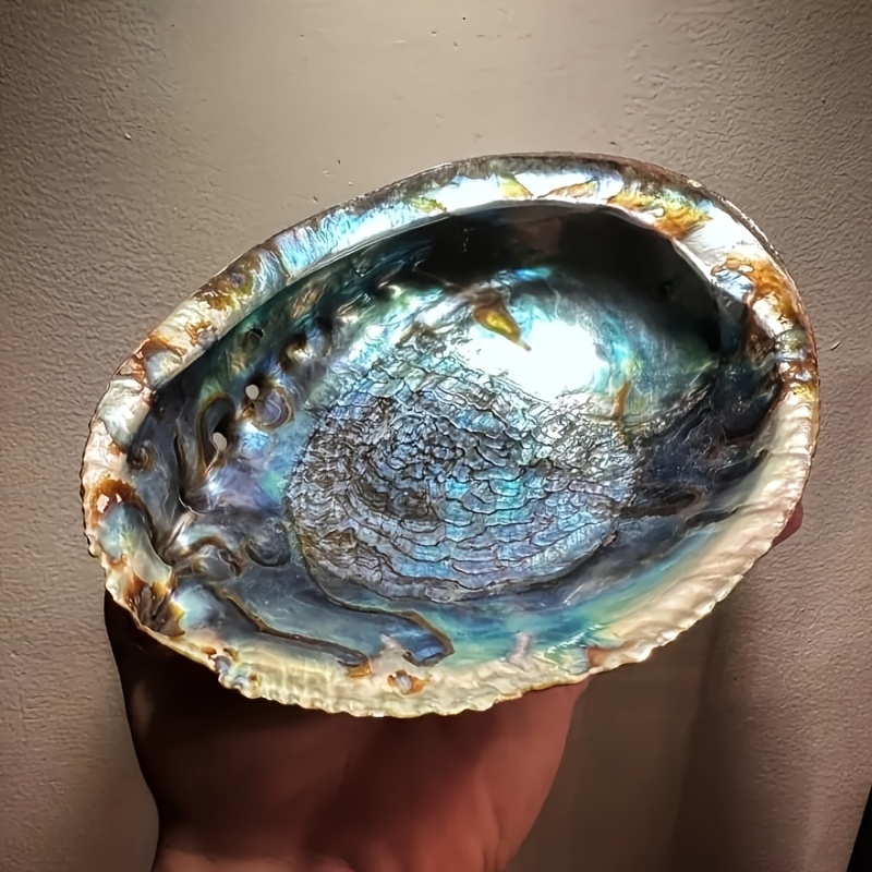 Plant Parents - Abalone Shell Planters, Abalone Shell Ornaments,