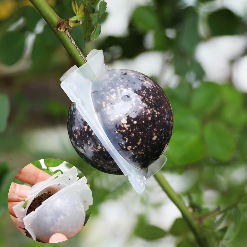 5/30Pcs Plant Rooting Ball Gra - Plant Parents ulasan dan harga
