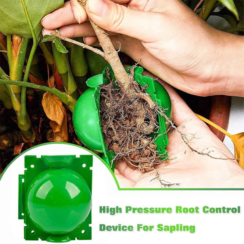 5/30Pcs Plant Rooting Ball Gra - Plant Parents ulasan dan harga