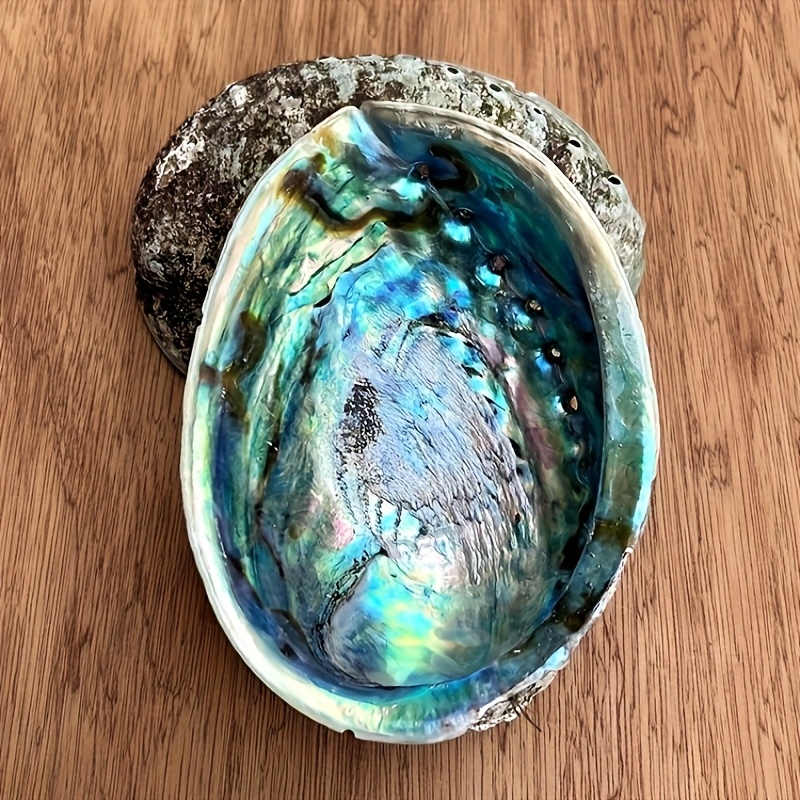 Abalone Shell Planters, Abalon - Plant Parents ulasan dan harga