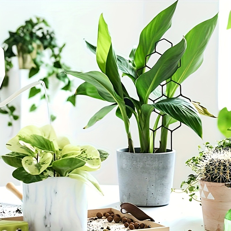 3Pcs Plant Support Frame Climb - Plant Parents ulasan dan harga