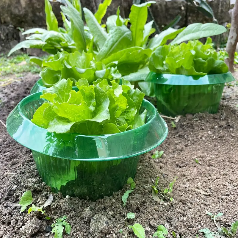 Plants Slug Protection Rings V - Plant Parents ulasan dan harga