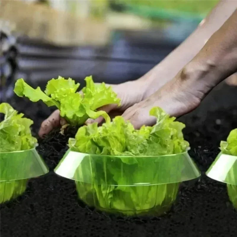 Plants Slug Protection Rings V - Plant Parents ulasan dan harga